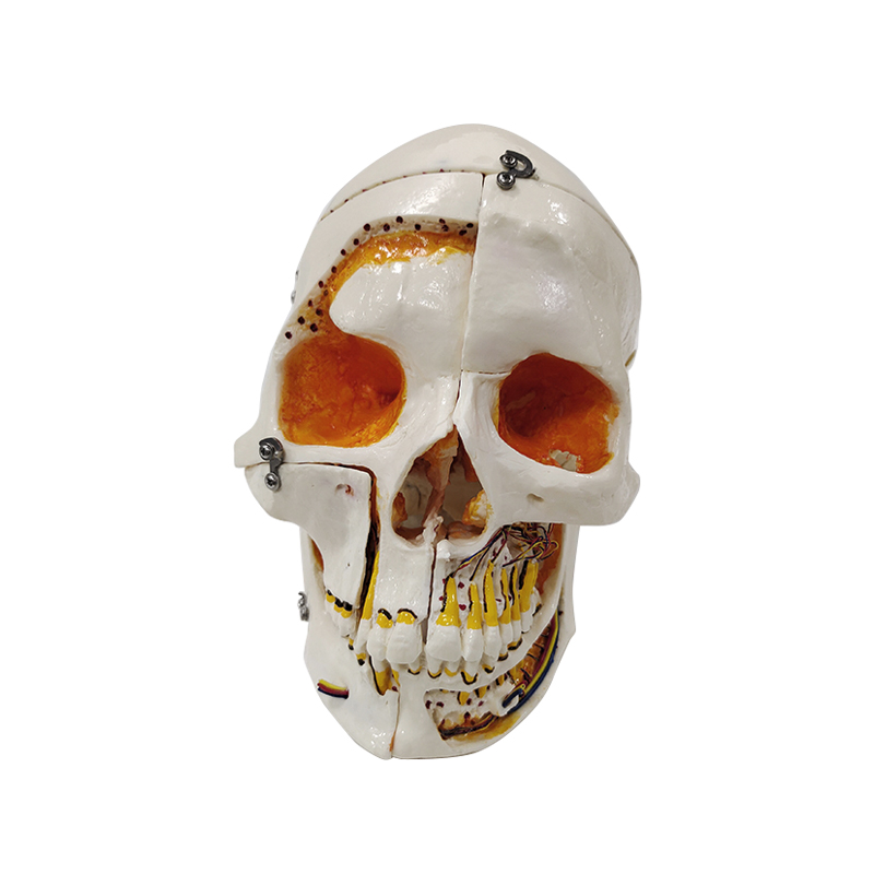 UM-5011 Skull Model with Lock