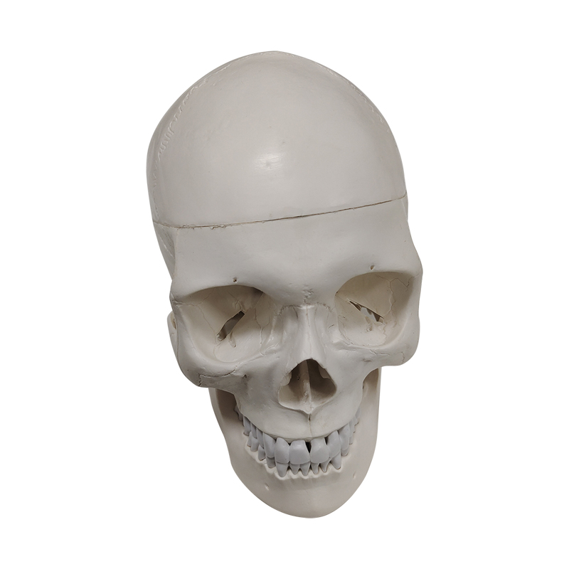 UM-F7 Model of Human Shull(plastic Pvc)