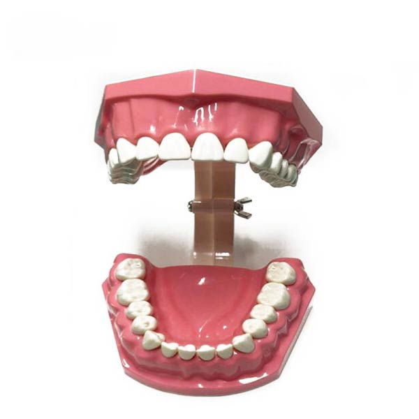 UM-A8-01 volwassen tandenborstelen demonstratiemodel (28 stuks tanden)