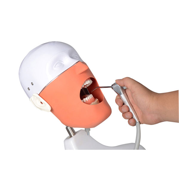 UM-L20 Senior Manikin With Torso