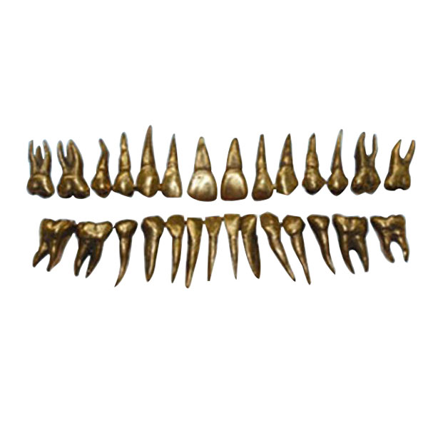 UM-D13 morfologie van metalen tanden