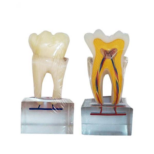 UM-U14 zesmaal normaal tandanatomiemodel