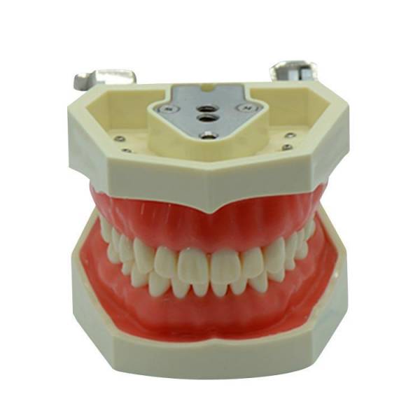 Um-l1 Root Canal Filling Model