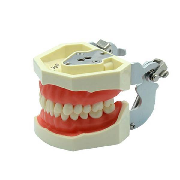 Um-l1 Root Canal Filling Model