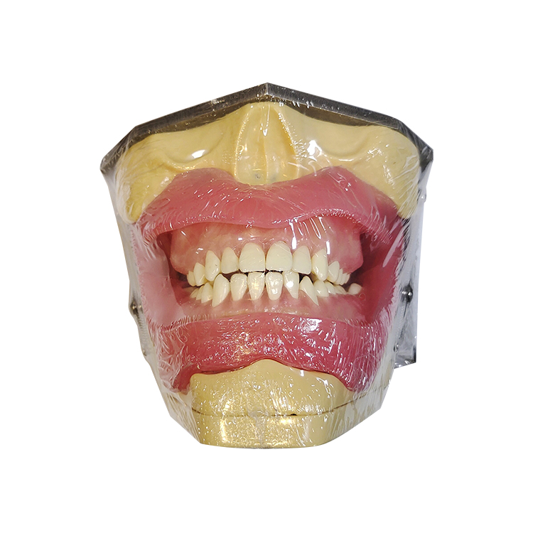 UM-L2 model voor orale anesthesie en tandenextractie