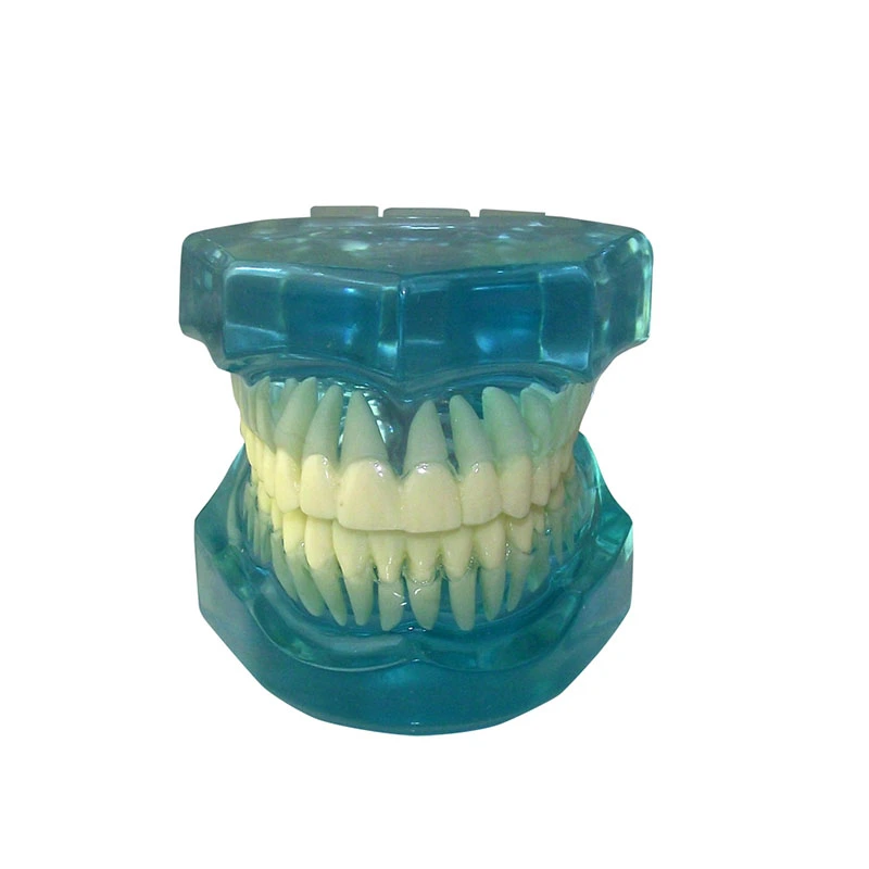 UM-7002 volledig transparant model standaard volwassen tanden